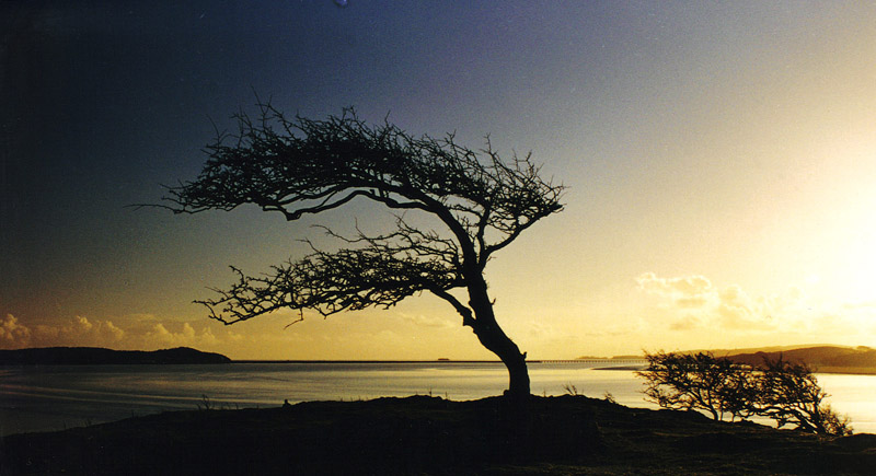 To save this picture as Windows Wallpaper - right click it - then select "Set as Background"